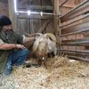 Runaway Brooklyn Goat Brought To Upstate Animal Sanctuary